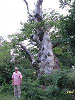 Albums/20090700-Windsor Great Park/28